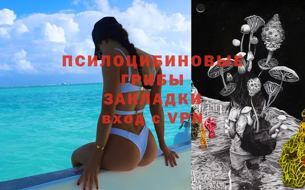 прущие грибы Магадан